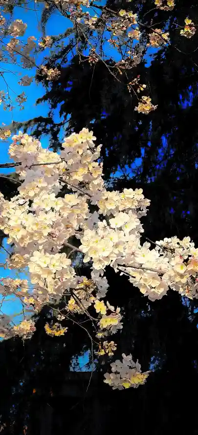 4k春季壁纸 - 樱花 - 粉色 - 繁花「哲风壁纸」