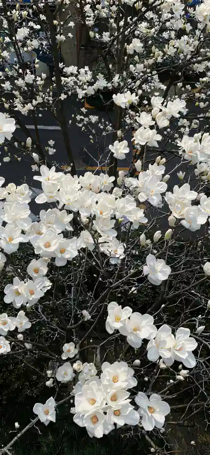 4k盛开壁纸 - 花丛 - 白玉兰 - 春季花卉「哲风壁纸」