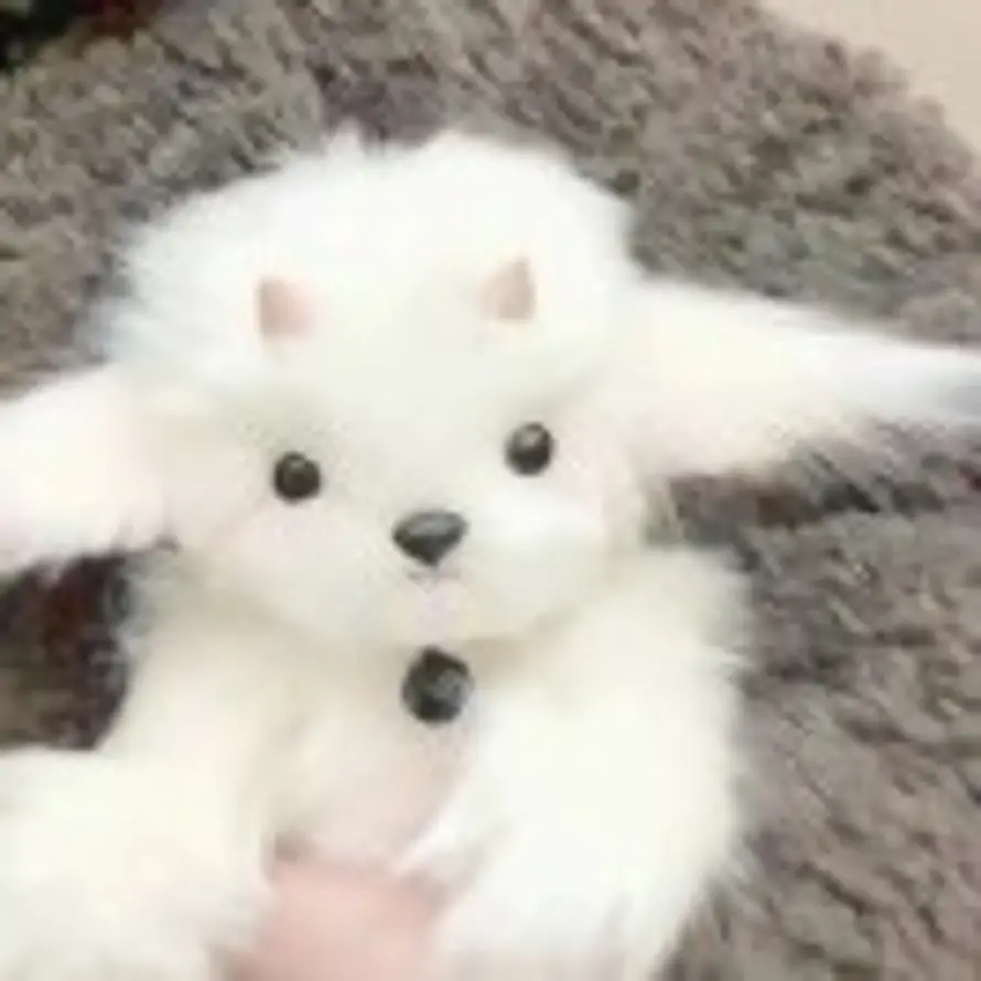 NN的头像