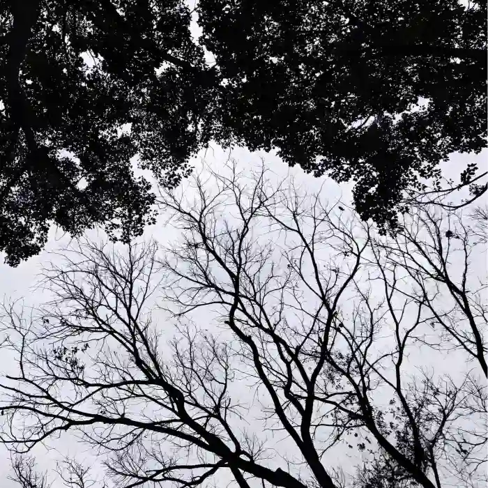DDLED的头像