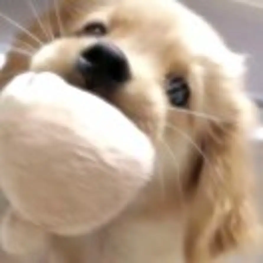 Fluffy.的头像