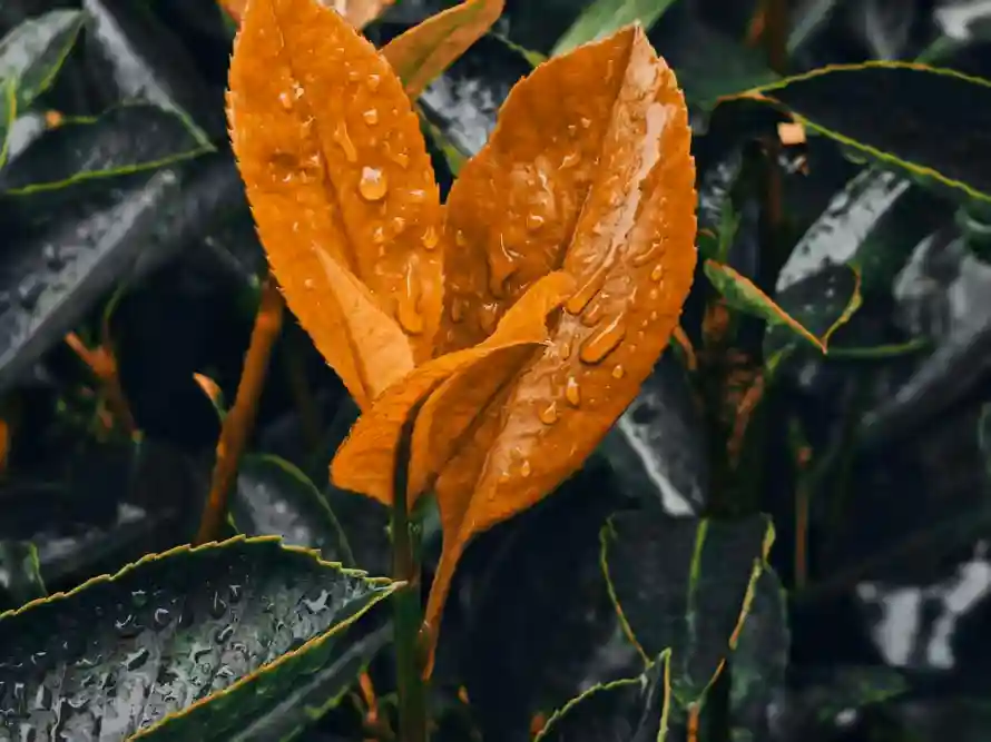 4k植物壁纸 - 叶 - 雨 - 水珠「哲风壁纸」