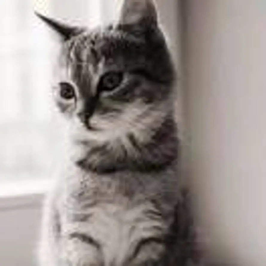 猫老师的头像
