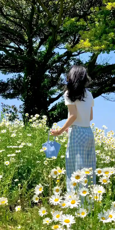 4k田园壁纸 - 草地 - 蓝天 - 雏菊「哲风壁纸」