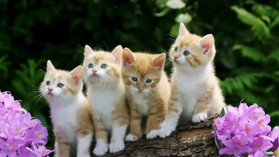 4k外景壁纸 - 猫 - 小猫 - 树桩「哲风壁纸」 4k外景壁纸 - 猫 - 小猫 - 树桩「哲风壁纸」