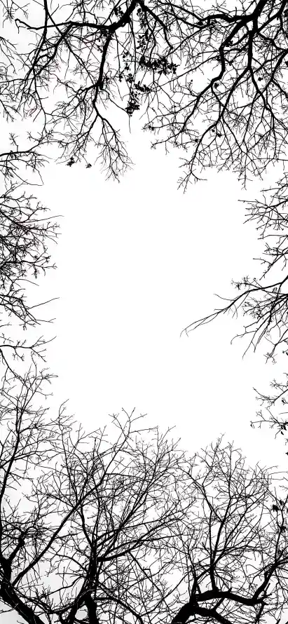 4k剪影壁纸 - 枝干 - 枯枝 - 树枝「哲风壁纸」