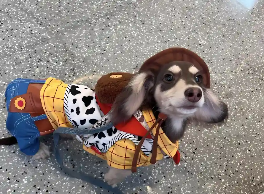 2k可爱壁纸-腊肠狗壁纸和萌宠-宠物装扮热门的壁纸「哲风壁纸」