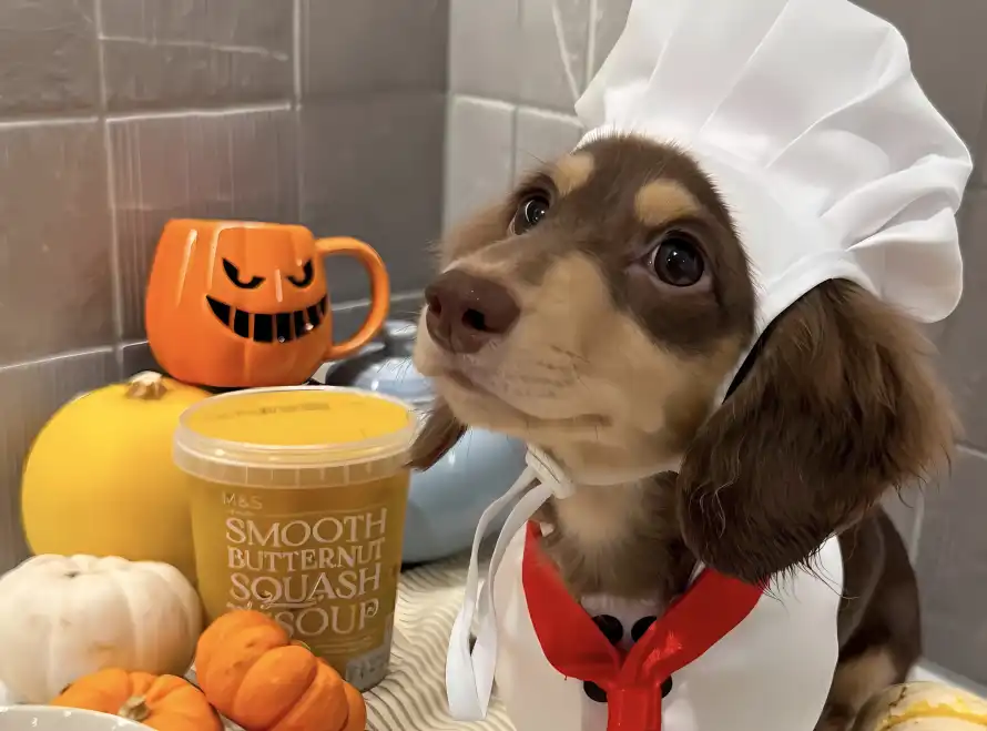 4k南瓜壁纸 - 可爱 - 橙色 - 萌宠「哲风壁纸」 4k南瓜壁纸 - 可爱 - 橙色 - 萌宠「哲风壁纸」