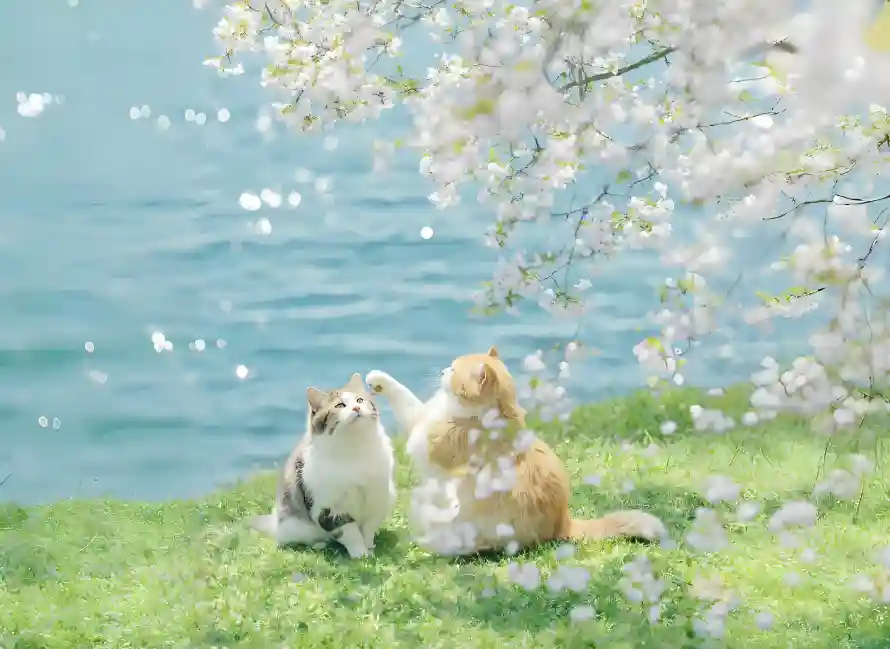 2k小猫壁纸-猫咪互动 - 花瓣-壁纸推荐「哲风壁纸」