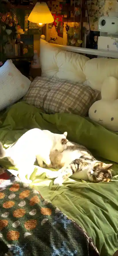 4k室内壁纸 - 床 - 小猫 - 枕头「哲风壁纸」