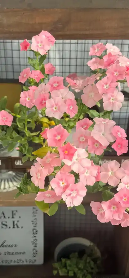 4k粉色壁纸 - 花 - 绿植 - 装饰花「哲风壁纸」