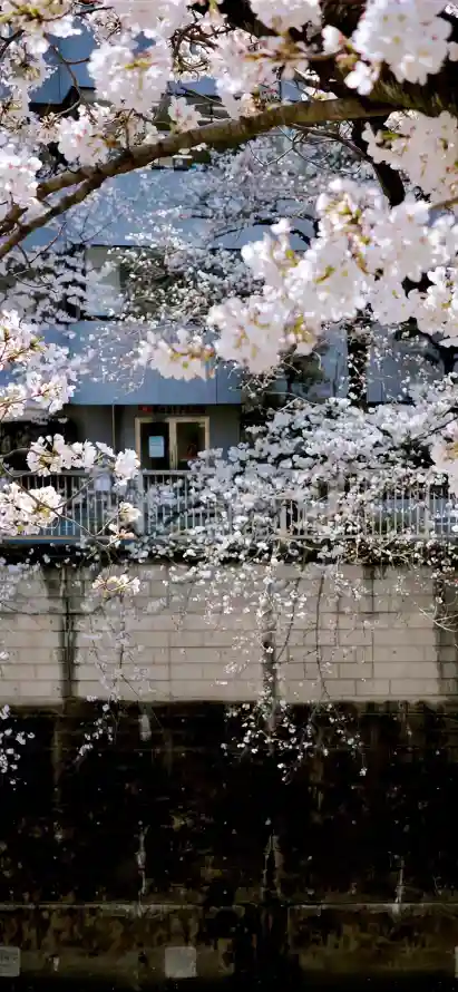 4k建筑壁纸 - 花 - 春天 - 樱花「哲风壁纸」