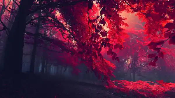 4k景观壁纸 - 树 - 树叶 - 森林「哲风壁纸」