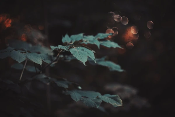 4k散景壁纸 - 宏 - 树叶 - 植物「哲风壁纸」