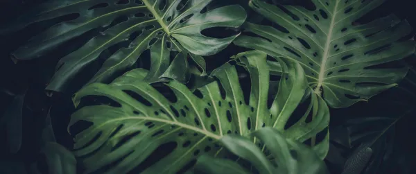 4k树叶壁纸 - 植物 - 特写 - 自然「哲风壁纸」