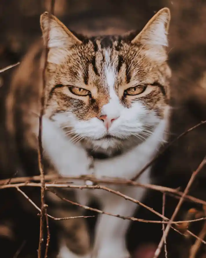 4k可爱壁纸 - 猫科 - 电视 - 皮毛「哲风壁纸」