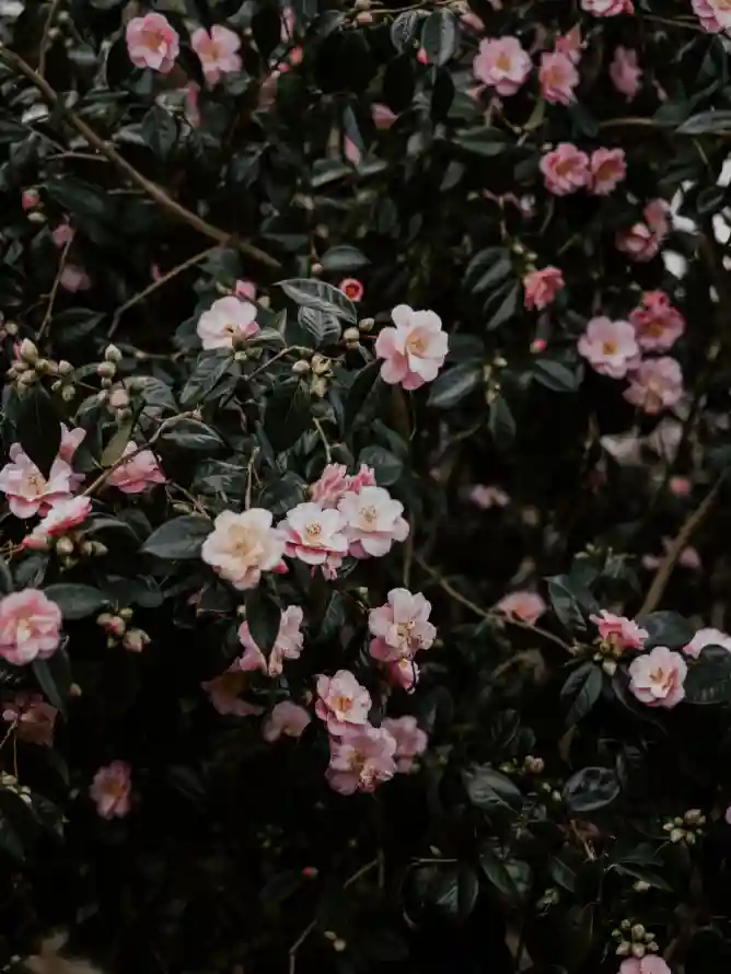4k工厂壁纸 - 茶 - 开花 - 弹簧「哲风壁纸」