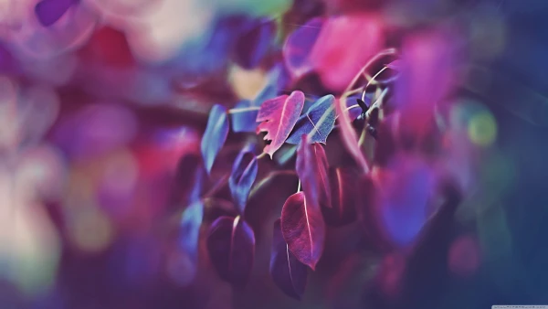 4k树叶壁纸 - 宏 - 植物 - wallpaper「哲风壁纸」 4k树叶壁纸 - 宏 - 植物 - wallpaper「哲风壁纸」