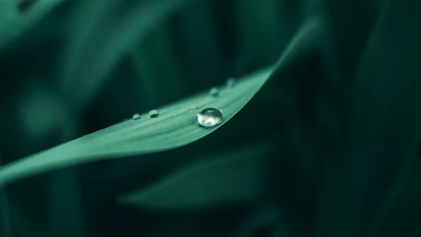 4k景深壁纸 - 宏 - 树叶 - 植物「哲风壁纸」
