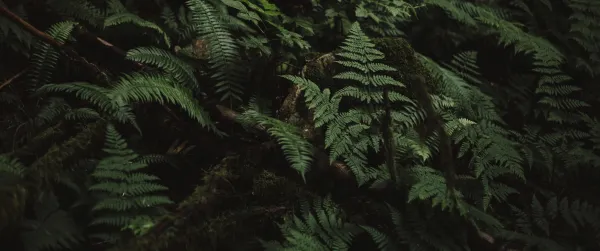 4k树叶壁纸 - 森林 - 植物 - 特写「哲风壁纸」