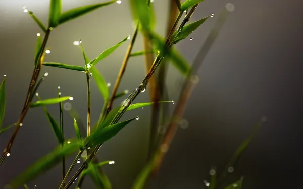 4k树叶壁纸 - 宏 - 植物 - 模糊「哲风壁纸」