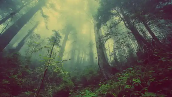 4k丛林壁纸 - 树 - 森林 - 植物「哲风壁纸」