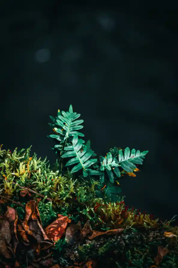 4k工厂壁纸 - 绿色的 - 智能手机 - 蕨类植物「哲风壁纸」