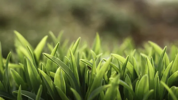 4k春天壁纸 - 树叶 - 植物 - 自然「哲风壁纸」