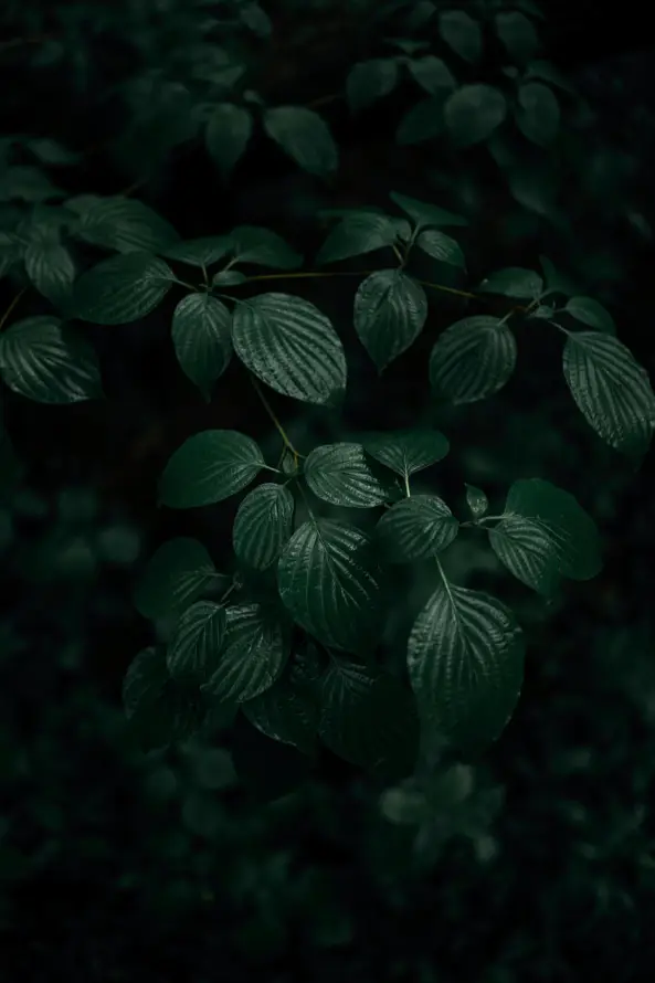 4k地被壁纸 - 植被 - 盆栽 - 绿色的「哲风壁纸」