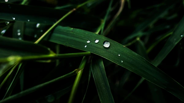 4k广角壁纸 - 宏 - 草 - 摄影「哲风壁纸」
