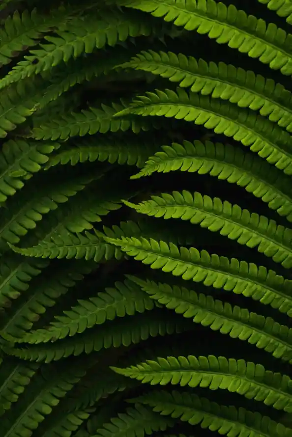 4k植被壁纸 - 绿色的 - 生物群落 - 蕨类植物「哲风壁纸」