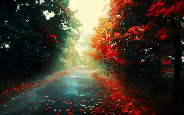 4k景观壁纸 - 树 - 路 - 树叶「哲风壁纸」