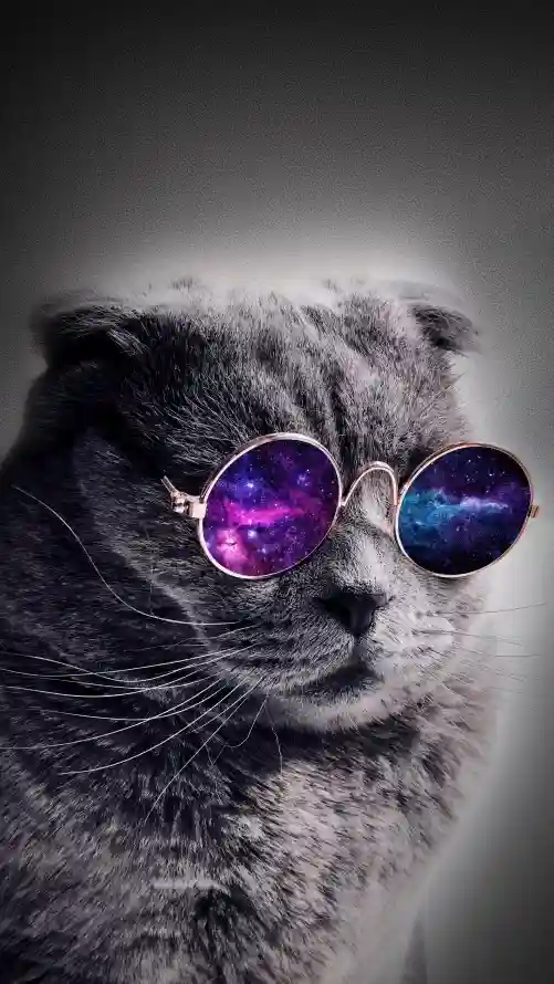 4k头发壁纸 - 小猫 - 猫科 - 鼻子「哲风壁纸」