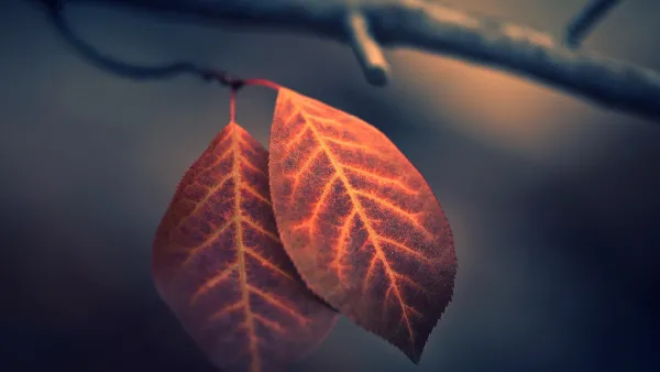 2k分支壁纸-落下 - 植物-壁纸推荐「哲风壁纸」