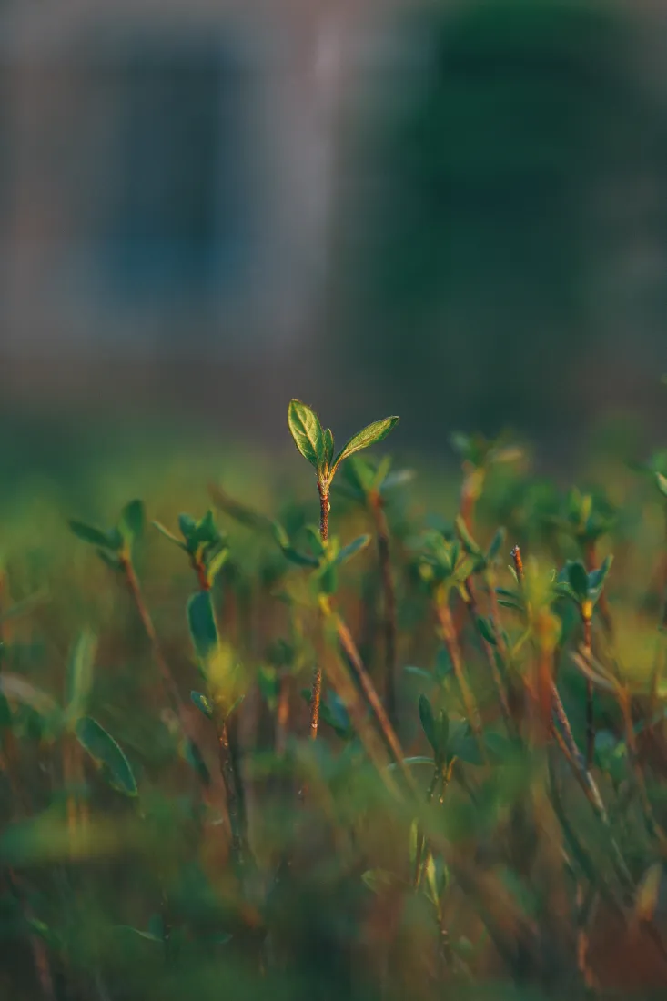 《植被》手机壁纸-草壁纸-绿色的壁纸-草家庭「哲风壁纸」