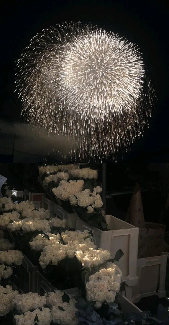 《烟花》手机壁纸-花花背景图片 - 壁纸分享「哲风壁纸」