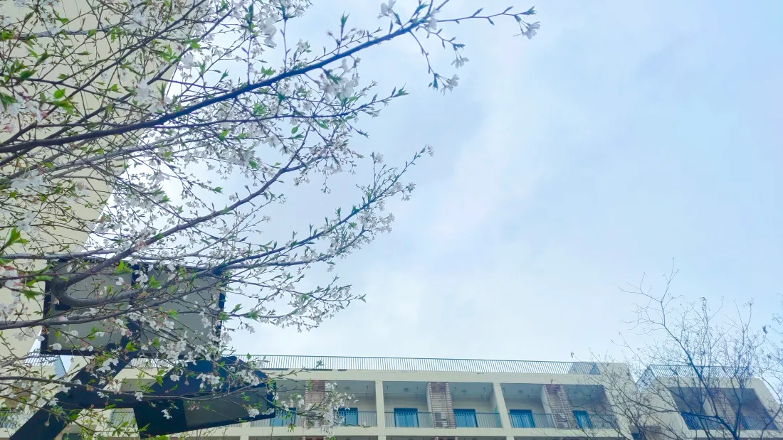 4k花景壁纸｜天空背景图片 - 春日烂漫「哲风壁纸」