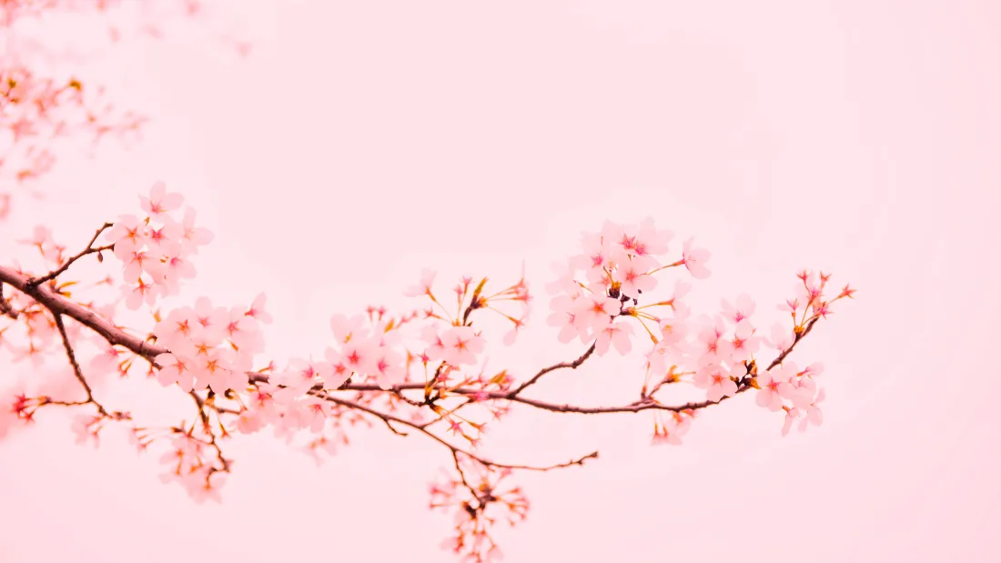 5k樱花壁纸｜粉色风景背景图片 - 唯美烂漫「哲风壁纸」