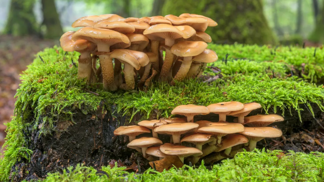5k春天绿色蘑菇壁纸｜苔藓背景图片 - 自然景致「哲风壁纸」