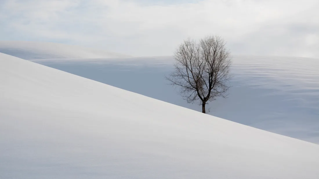 5k雪地孤树壁纸｜自然雪景背景图片 - 冬日「哲风壁纸」
