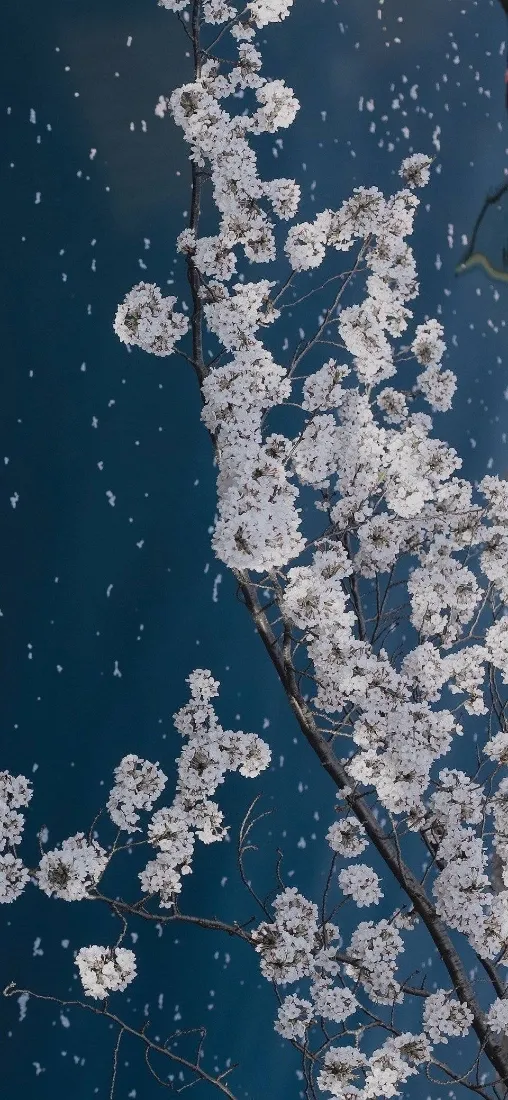 樱花枝手机壁纸｜深蓝背景 - 花瓣飘落「哲风壁纸」
