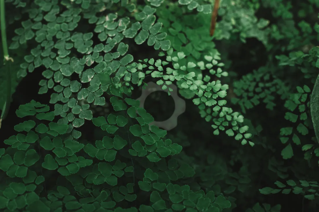 5k绿叶风景壁纸｜自然背景图片 - 清新绿植「哲风壁纸」