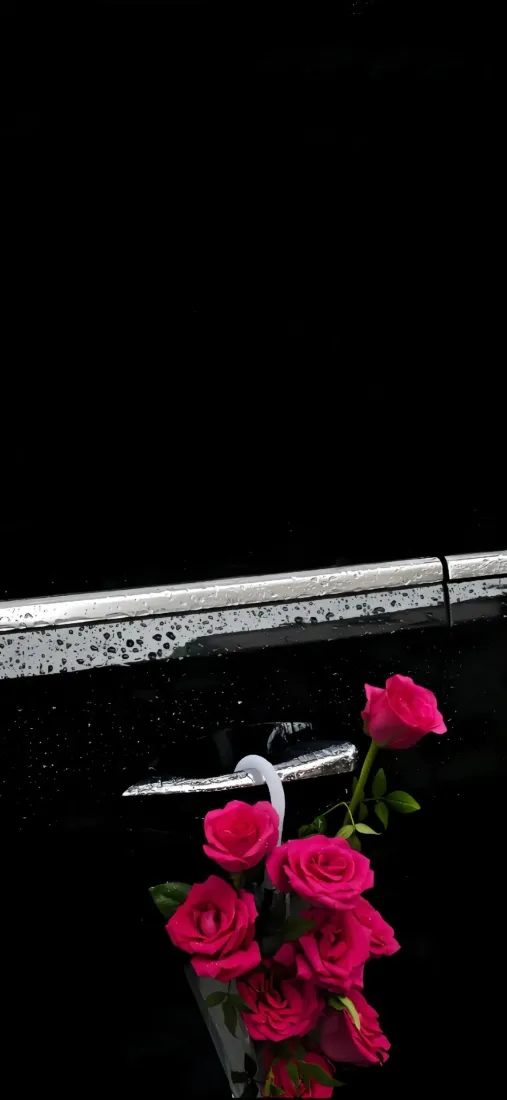 红玫瑰刀手机壁纸｜黑色背景图片 - 暗色花卉「哲风壁纸」