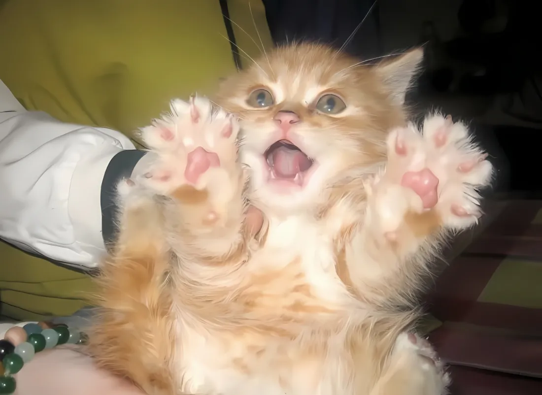 2k小奶猫壁纸｜橘猫背景图 - 可爱萌宠「哲风壁纸」