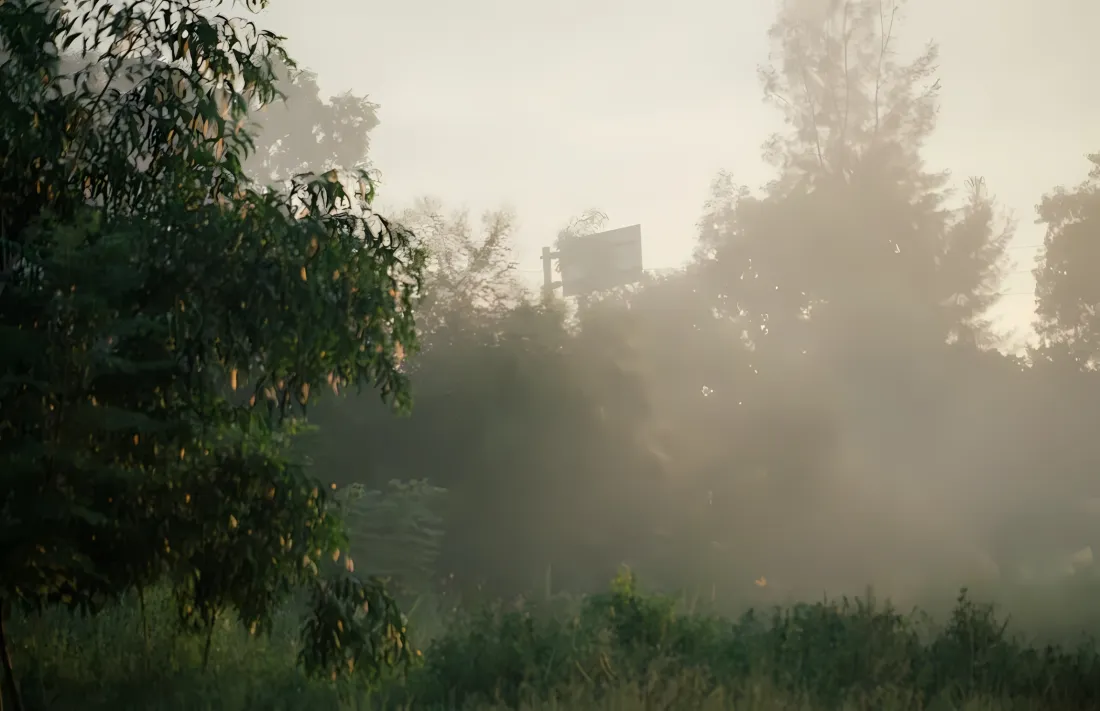 2k雾气树林壁纸｜自然风景背景 - 朦胧清晨「哲风壁纸」