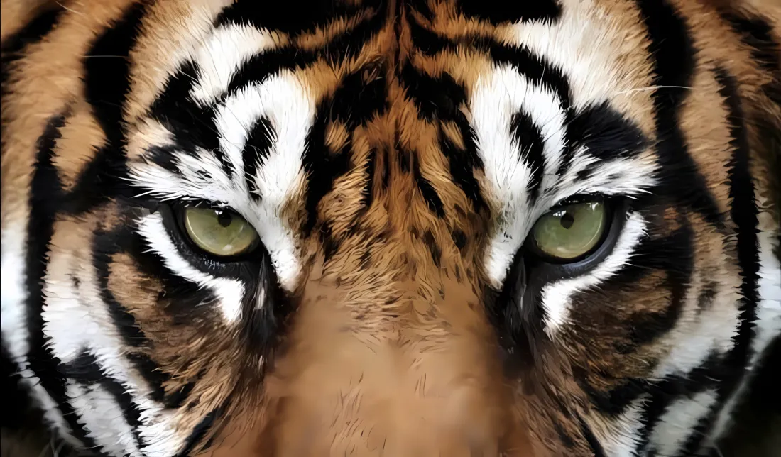 2k老虎犀利眼神壁纸｜虎纹绿眼背景图片 - 猛兽特写「哲风壁纸」