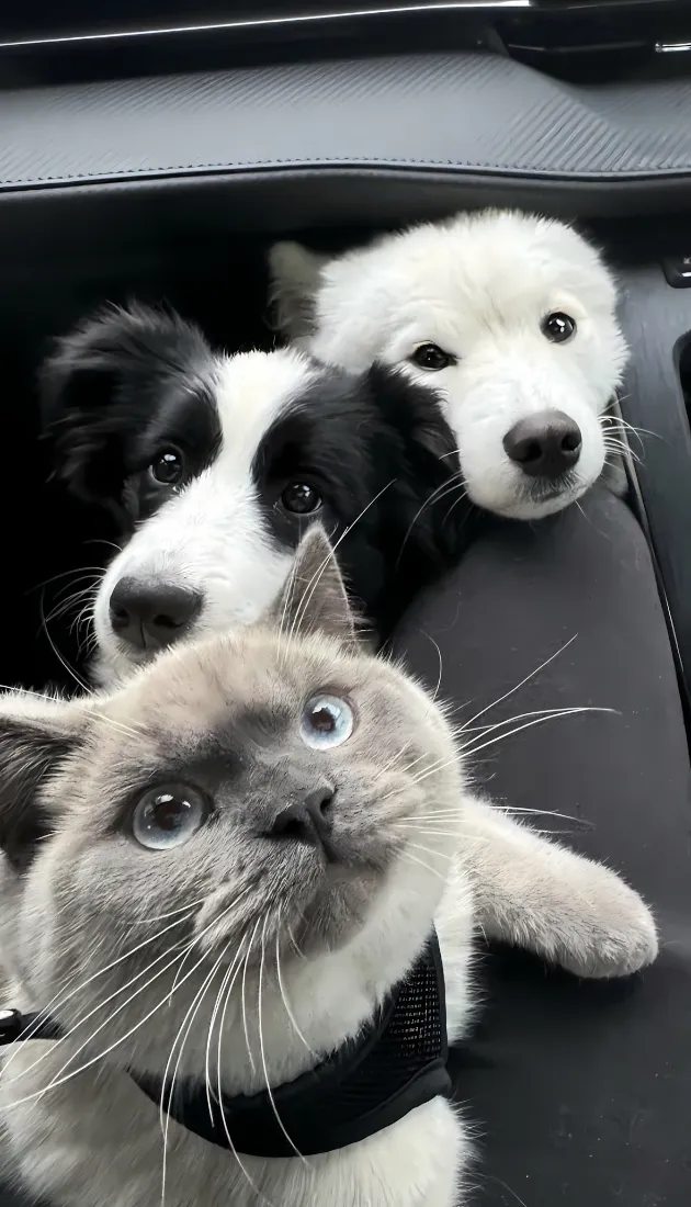 边牧星逻猫宠物手机壁纸｜车内萌宠背景图 - 可爱动物「哲风壁纸」