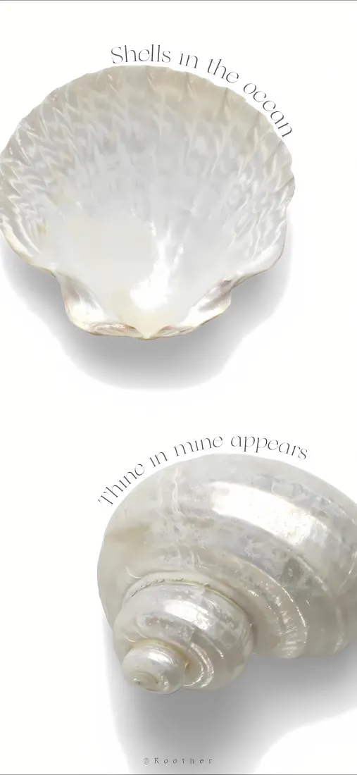 扇贝壳海螺手机壁纸｜简约清新 - 自然海洋「哲风壁纸」