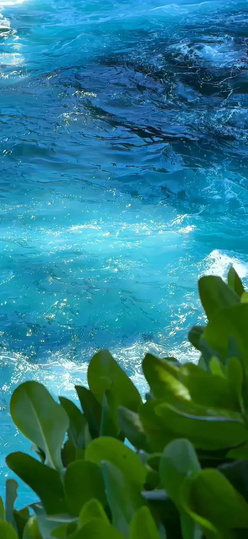 树叶蓝海手机壁纸｜海洋绿植背景 - 水波「哲风壁纸」