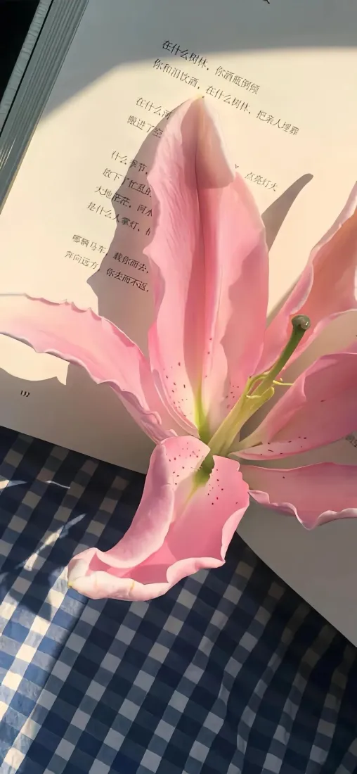 粉色百合 书本手机壁纸｜格子布背景 - 静物「哲风壁纸」